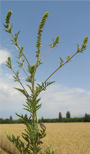 Ambroisie en fleur